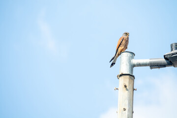Male falcon kestrel (Falco tinnunculus) in Abu Dhabi