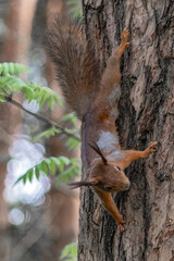 A forest squirrel runs and jumps through the trees in search of food