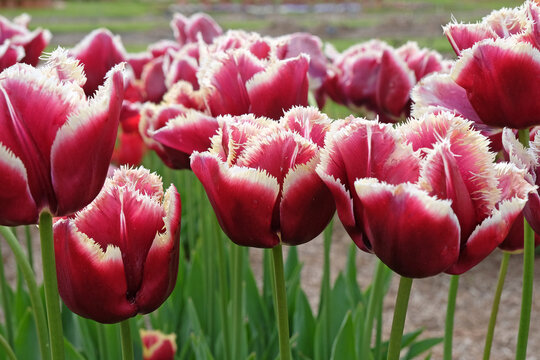 Wine red and white fringed Tulip, tulipa &lsquo;Mercure&rsquo; in flower.