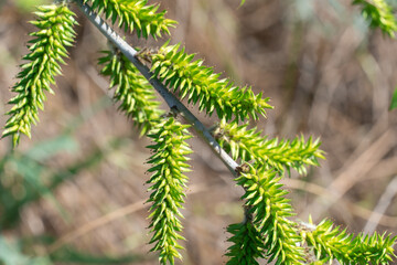 Green inflorescences willow on tree branch in spring close-up. Catkins downy pendulous composed of flowers of single and wind pollinated. Goat salix caprea is genus of woody plants family salicaceae.