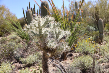 Cactus wren leaving a nest in a tree cholla cactus