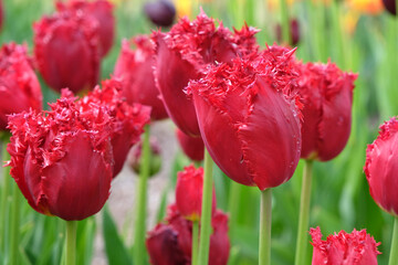 Red fringed Tulip, tulipa ‘Versaci’ in flower.