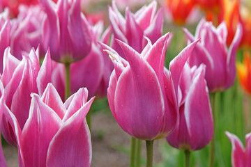 Purple and white lily flowered Tulip, tulipa ‘Ballade’ in flower.