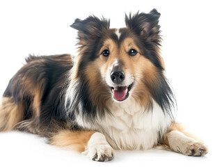 Cute  Shetland Sheepdog  photo isolate on white background