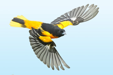 Baltimore Oriole in flight with sky behind
