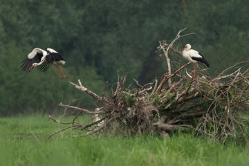 Bociany siedzące na powalonym drzewie