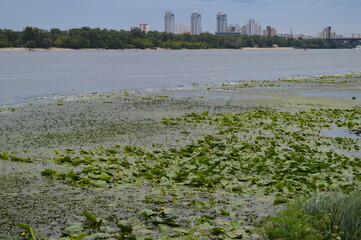 High-rise buildings of Kyiv near the Dnipro river, river plants and the beach