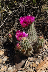 Claret Cup Cactus with pink flowers
