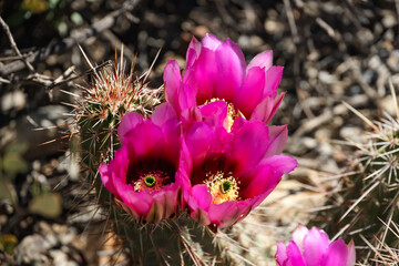 Claret Cup Cactus with pink flowers