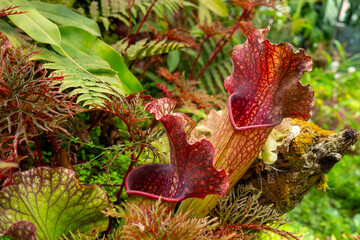 Insectivorous plants Sarracenia rubra in florarium or plant terrarium