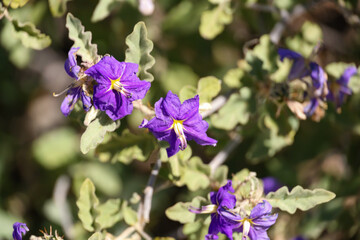 Sonoran nightshade, purple flowers