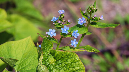 Blue Brunnera macrophylla flowers in the garden.