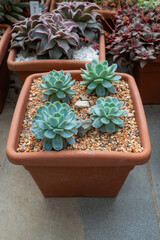 Echeveria Succulents. Young green blue succulents in large flower pot. Gardening