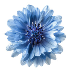Obraz premium Blue Flower on White Background