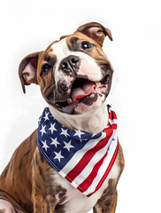 American bulldog with an american flag bandana sitting and smiling, isolated on white background. Memorial day 4 july, Labor day party event