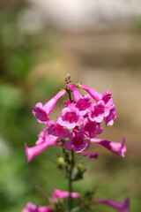 Heller's Penstemon, wildflower close-up