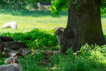sheeps resting on the grass after long day in the sun in a berlin park