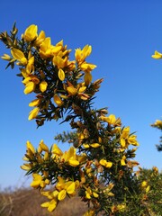 Yellow broom in bloom against a clear blue sky. Cytisus scoparius