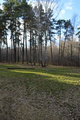  A log on the forest edge - a mixed autumn forest