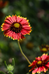 Firewheels, red with yellow wildflowers close up