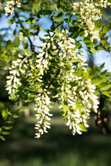 Kwiaty akacji.