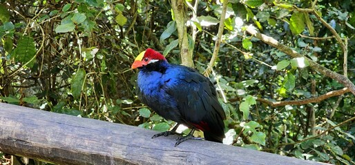 Violet turaco with green leaves background 