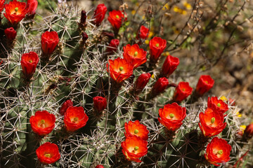 Claret Cup Cactus with red flowers