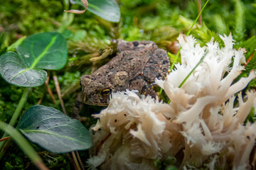Toad in the woods