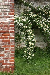 White Flowers Cascade Over Brick Wall
