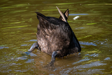 Fototapeta premium duck butt