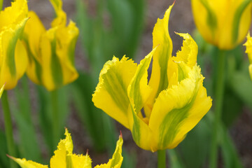 Yellow and green lily flowering bi coloured Tulip, tulipa ‘Green Mile’ in flower.