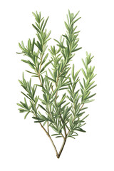 Obraz premium Vintage illustration of Rosemary plant, rosemary, tasty rosemary, herbs, rosemary herb