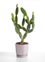 Opuntia microdasys, cactus pear, bunny ears cactus in a pot on a white table.