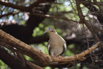 Dove sitting on a branch in a tree