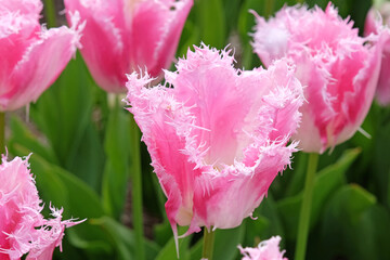 Pink and white bi colour fringed Tulip, tulipa ‘Huis Ten Bosch’ in flower.