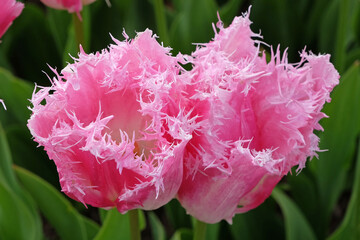 Pink and white bi colour fringed Tulip, tulipa ‘Huis Ten Bosch’ in flower.
