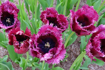 Dark purple burgundy fringed Tulip, tulipa ‘Gorilla’ in flower.