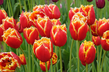 Red and yellow fringed Tulip, tulipa ‘Davenport’ in flower.