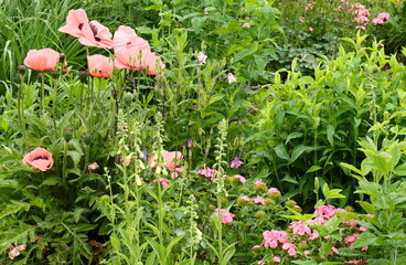 Summer Garden With Poppies and Phlox