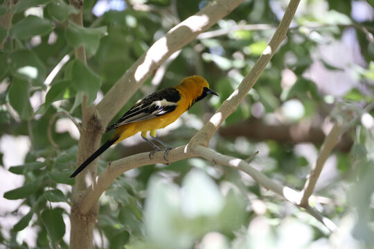 Oriole, yellow bird sitting on a twig in a tree
