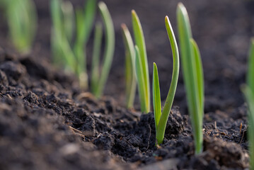 Vibrant green garlic shoots sprouting from the fertile soil, capturing the essence of early spring...
