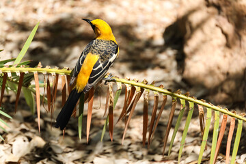 Oriole, yellow bird sitting on a twig in a tree