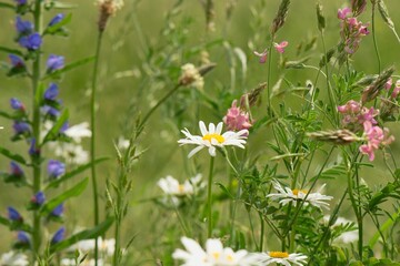 wild meadow