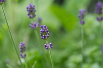 Fototapeta premium lavander in the garden