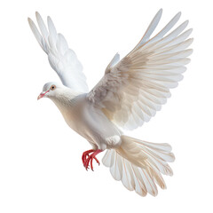 Fototapeta premium pigeon flying isolated on transparent background