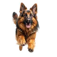 A cute german shepperd with brown and black isolated on transparent background