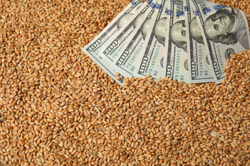 Dollar banknotes on wheat grains, above view. Agricultural business