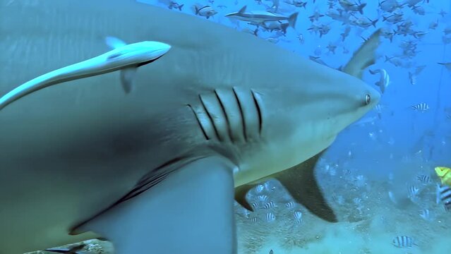 A shark is swimming in the ocean with a group of fish. The shark is looking at the camera