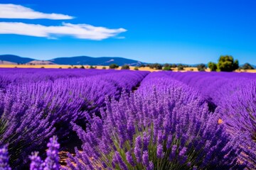 Vibrant lavender field under blue sky