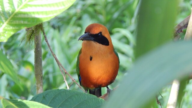 Rufus Motmot - Mindo - bosque tropical. 